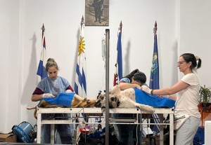 Intendencia e INBA realizarán castraciones caninas gratuitas en el salón comunal de COVIEF II