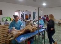 Intendencia e INBA continúan con las castraciones caninas gratuitas en el salón comunal de COVIEF II
