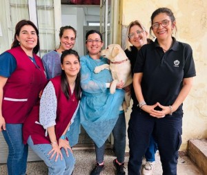 Intendencia e INBA realiza castraciones caninas gratuitas en el local del Sindicato Médico de Salto