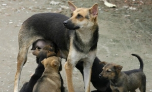 Castraciones de canes gratuitas  este viernes en barrio Villa España