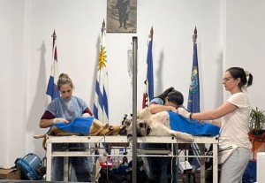 Intendencia e INBA realizan las últimas castraciones caninas gratuitas en el salón comunal de Mujeres como Vos